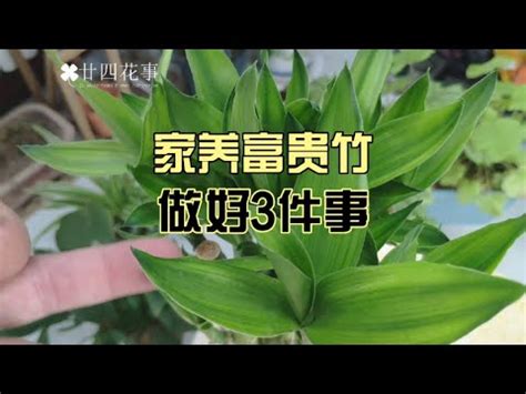 家運不順 萬年青變黃風水